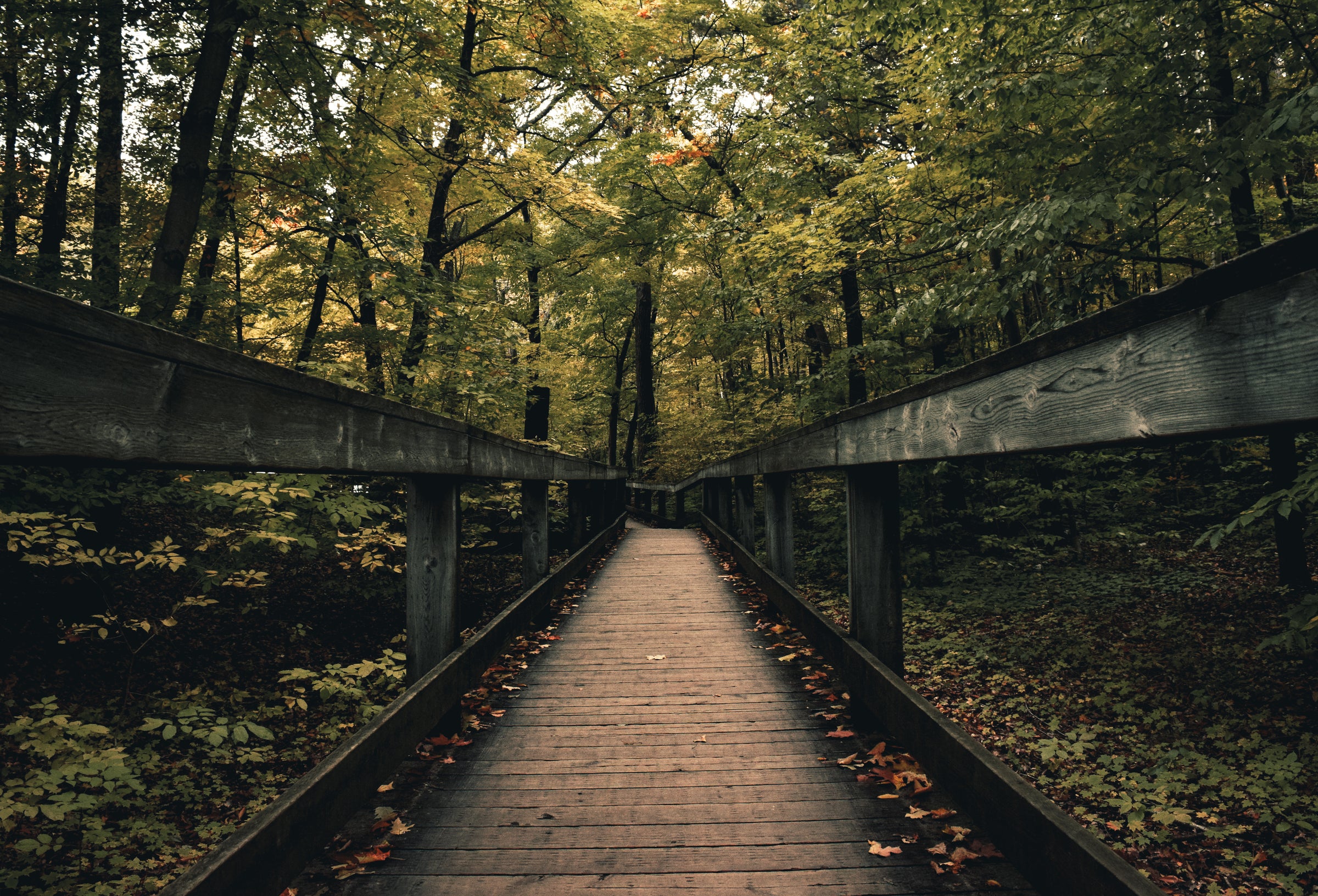 Wooden Boardwalk Nature Path - UNLOCK YOUR CHAKRA